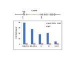 TOP1 Antibody in ChIP Assay (ChIP)