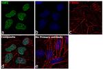 TOP1 Antibody in Immunocytochemistry (ICC/IF)