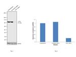 TOP1 Antibody in Western Blot (WB)