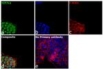 TCF7L2 Antibody in Immunocytochemistry (ICC/IF)