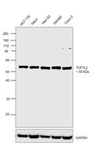 TCF7L2 Antibody in Western Blot (WB)