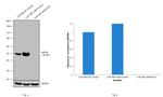 GAP43 Antibody