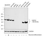 GAP43 Antibody in Western Blot (WB)