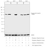 Phospho-STAT1 (Ser727) Antibody in Western Blot (WB)