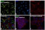 Nestin Antibody in Immunocytochemistry (ICC/IF)