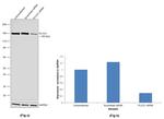 PLCG1 Antibody in Western Blot (WB)