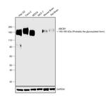 P-Glycoprotein Antibody