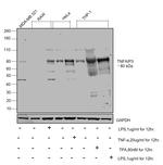 TNFAIP3 Antibody in Western Blot (WB)