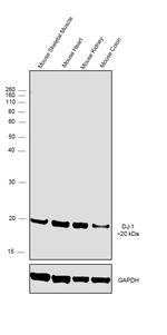 DJ-1 Antibody in Western Blot (WB)