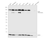 CD49b (Integrin alpha 2) Antibody in Western Blot (WB)