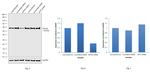 Cytokeratin 6 Antibody in Western Blot (WB)