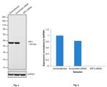 IRF3 Antibody