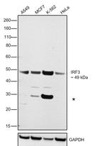 IRF3 Antibody in Western Blot (WB)