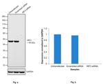 IRF3 Antibody in Western Blot (WB)