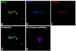 CDK6 Antibody in Immunocytochemistry (ICC/IF)