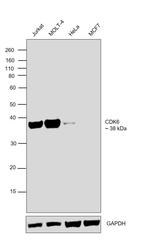 CDK6 Antibody in Western Blot (WB)