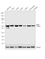 MKK7 Antibody in Western Blot (WB)