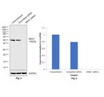 MKK7 Antibody in Western Blot (WB)