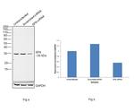 14-3-3 sigma Antibody