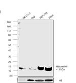 Histone H4 Antibody in Western Blot (WB)