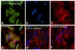 Angiotensinogen Antibody in Immunocytochemistry (ICC/IF)