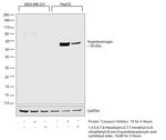 Angiotensinogen Antibody in Western Blot (WB)