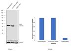 CDK9 Antibody in Western Blot (WB)