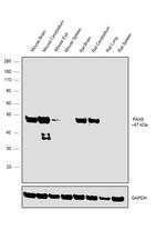 PAX6 Antibody