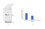 PAX6 Antibody