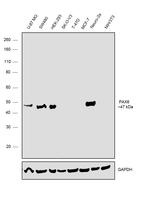 PAX6 Antibody in Western Blot (WB)