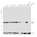 14-3-3 beta Antibody