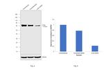 A-Raf Antibody in Western Blot (WB)