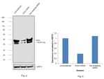 PAX2 Antibody in Western Blot (WB)