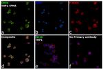 CD36 Antibody in Immunocytochemistry (ICC/IF)