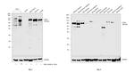 CD36 Antibody in Western Blot (WB)