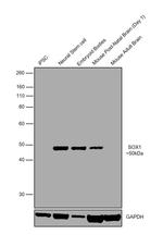 SOX1 Antibody in Western Blot (WB)