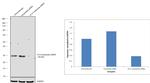 14-3-3 beta/zeta Antibody in Western Blot (WB)