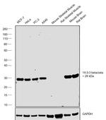 14-3-3 beta/zeta Antibody in Western Blot (WB)