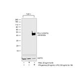 PD-L1 (CD274) Antibody in Western Blot (WB)