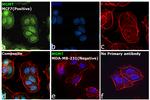 MGMT Antibody in Immunocytochemistry (ICC/IF)