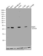 MGMT Antibody in Western Blot (WB)