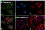 HSP27 Antibody in Immunocytochemistry (ICC/IF)