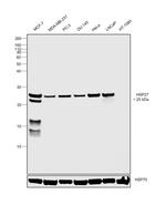 HSP27 Antibody in Western Blot (WB)