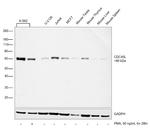 Cdc45L Antibody