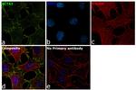 Actin Antibody in Immunocytochemistry (ICC/IF)