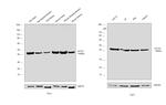 Actin Antibody in Western Blot (WB)