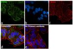 PTP1B Antibody in Immunocytochemistry (ICC/IF)