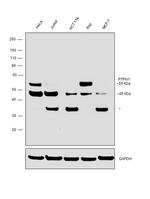 PTP1B Antibody in Western Blot (WB)