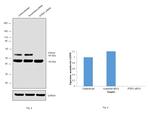 PTP1B Antibody in Western Blot (WB)