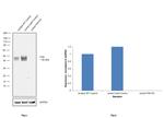 Fas Antibody in Western Blot (WB)